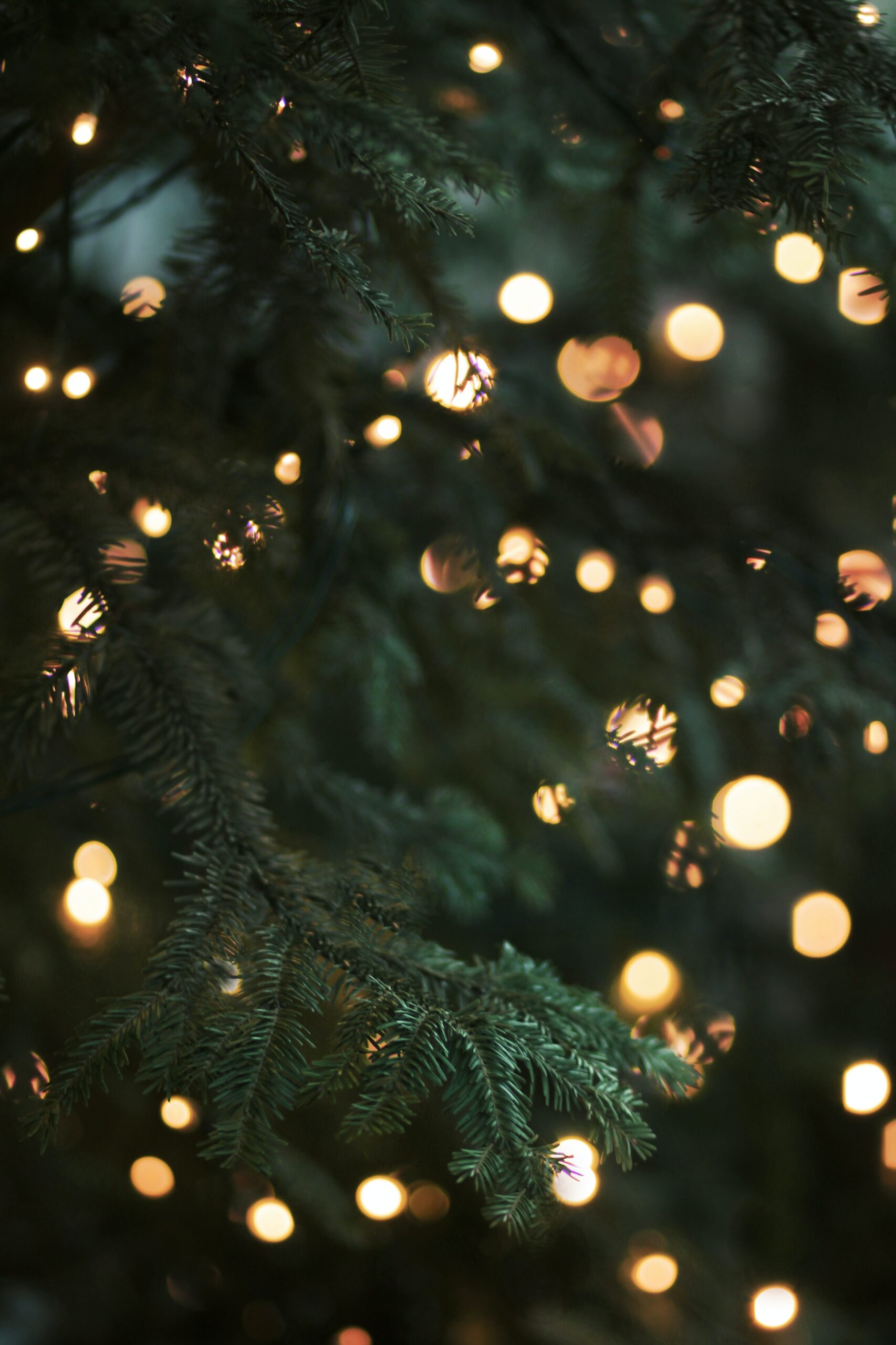 Close up of Christmas Tree with lights bokeh effect